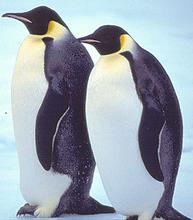 $penguins1.jpg