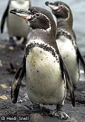 $5110_two-penguins.jpg
