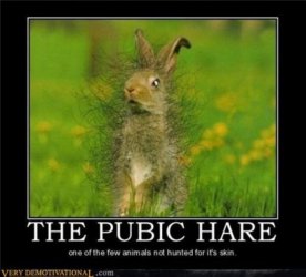 $BB Pubic Hare.jpg