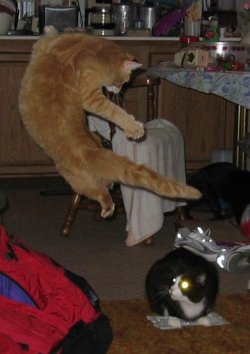 $karate-cat.jpg