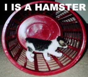 $hamster_wheel.jpg