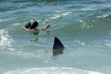 $sharkattack.jpg