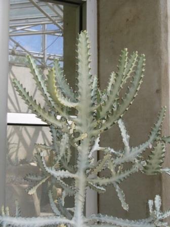 Euphorbia%20trigona%20'Ghost'.jpg