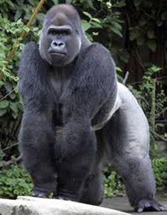 gorilla_loosee.jpg