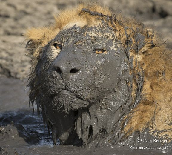 Muddy-Faced-Lion-2.jpg