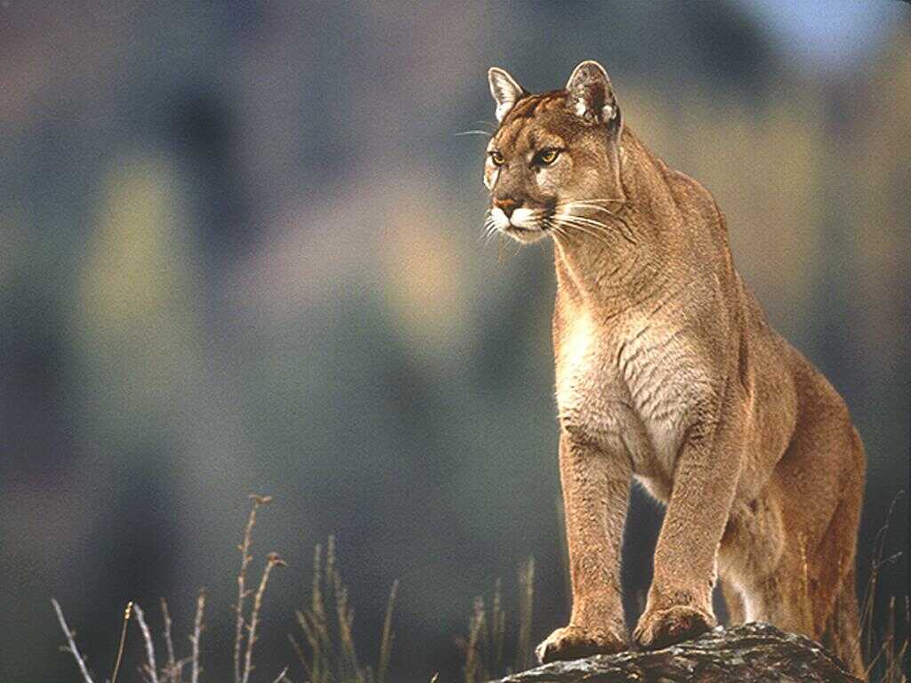 Cougar2.jpg