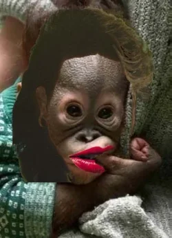 $chimp1.psd.webp