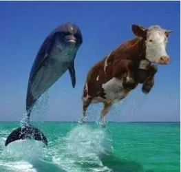 $dolphin.webp