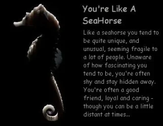 $1061308713_pseahorse2.webp