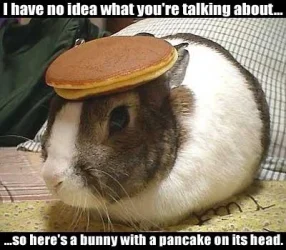 $bunny.webp