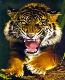 $tigercool.webp
