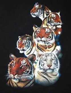$tigerdisplay.webp