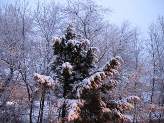 $Morning Snow 004.jpg