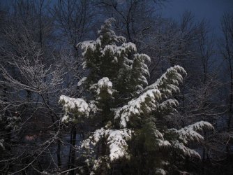 $Morning Snow 005.jpg