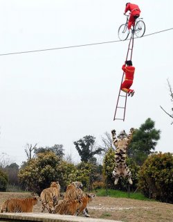 $Tiger Jump.jpg