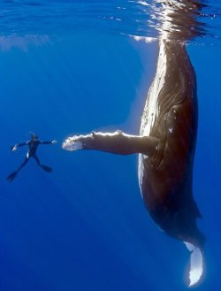 $A WHALE.jpg