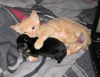 $aww puppy kitty.jpg