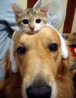 $kitty aww.jpg