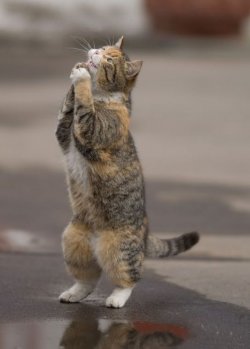 $cat say please.jpg