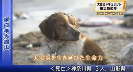 $AMAZING DOG.jpg