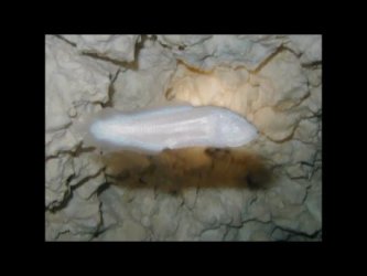 $Bone Fish.jpg