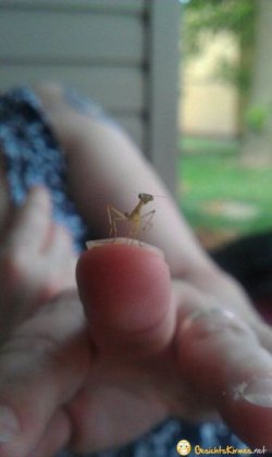 $baby mantis.jpg