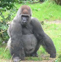 $591px-Male_silverback_Gorilla.jpg