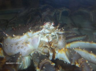 $CRABS 2.jpg
