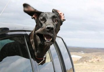 $dog-car-window-11.jpg