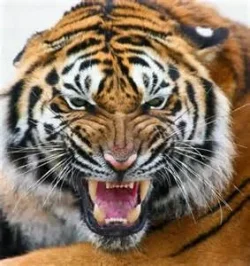 Harimau 2.jpg