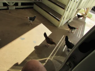 ChickenGreeting.webp