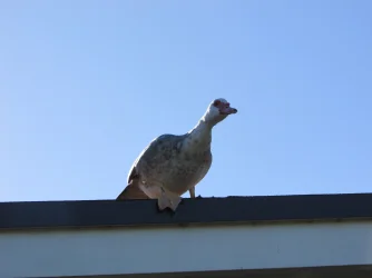 RoofDuck2.webp