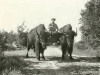 buffalo-team-fb.webp