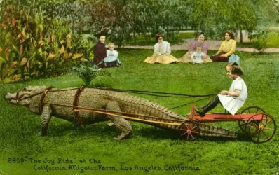t-animalrides.jpg.webp