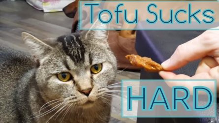 Tofu2.jpg