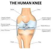 The Knee Saga – discovery