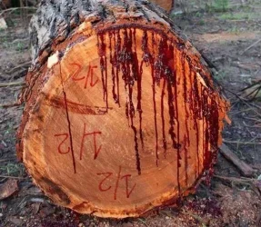 03-trees-tree.webp