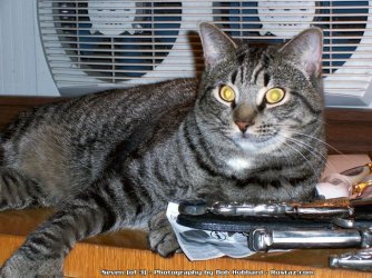 $cat_seven.jpg