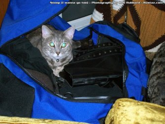 $cat_snoop.jpg