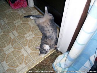 $cat_yui.jpg