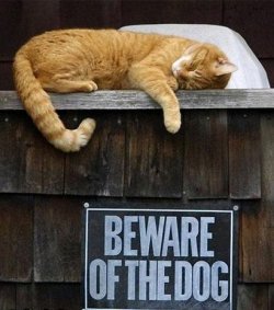 $beware_of_dog.jpg