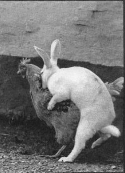 $egg_jpg.jpg