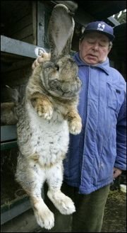 $BIG BUNNY.jpg