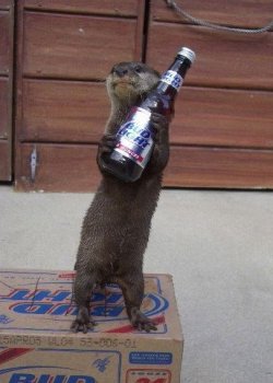 $alcoholic_otter1.jpg