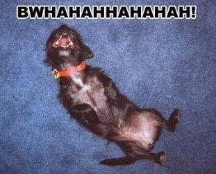 $loldog.jpg