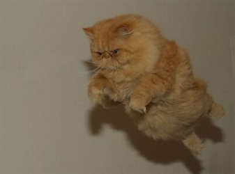 $cat 09.jpg