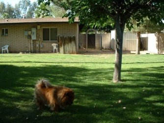 $east yard sheba.jpg