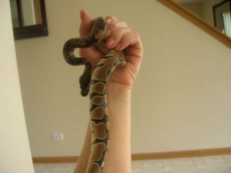 $mini-snake22006-07-13snake2.JPG