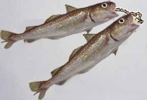 $fish-chucks.jpg