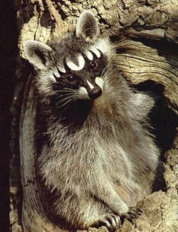 $KISS COON.jpg